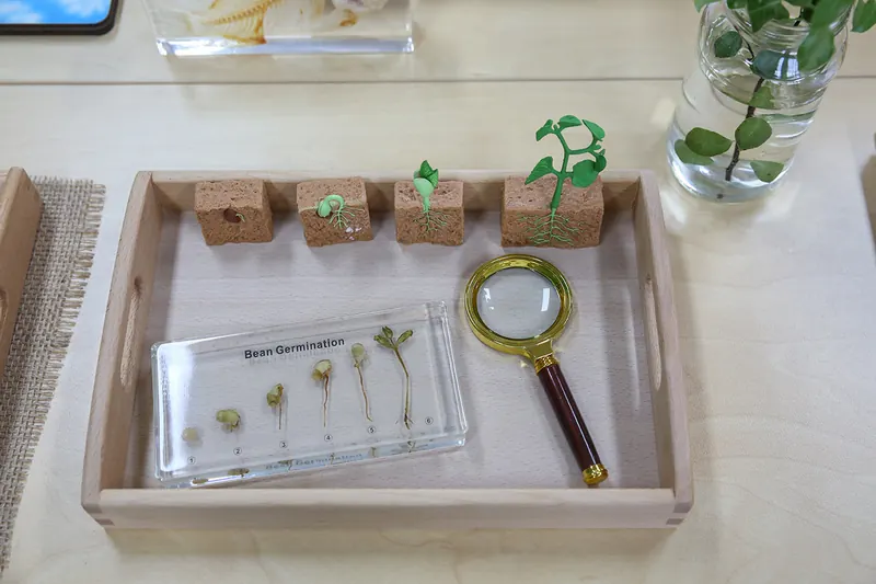 Botany tray showing bean germination with a magnifying glass