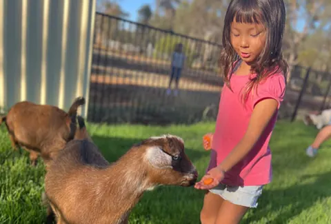 Child feeding goats on a farm excursion