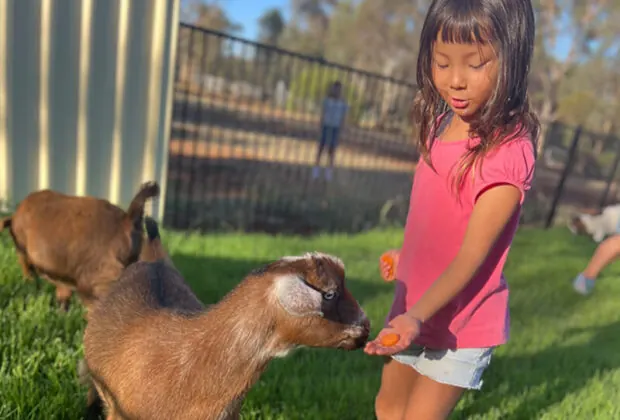 Child feeding goats on a farm excursion
